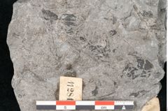 Foto (Detailansicht) von Neuropteris acutifolia Brongniart (NHMW-GEO-2024-0188-11284)